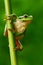 Nice green amphibian European tree frog, Hyla arborea, sitting on grass with clear green background. Beautiful amphibian in the na