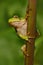 Nice green amphibian European tree frog, Hyla arborea, sitting on grass with clear green background. Beautiful amphibian in the na