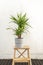 Nice green brazil trunk leaves in a gray pot on a raw wooden staircase