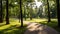 Nice green forest landscape, park with road