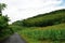 Nice and green view of hills and plants