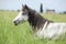 Nice grey fell pony mare lying down