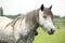 Nice grey fell pony mare on pasturage