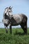 Nice grey pony with bridle standing in the grass