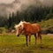 Nice haflinger horse with blond mane in Tyrol, Austria.