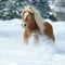 Nice haflinger with long mane running in the snow