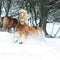 Nice haflinger with long mane running in the snow