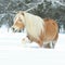 Nice haflinger with long mane running in the snow