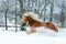 Nice haflinger with long mane running in the snow