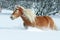 Nice haflinger with long mane running in the snow