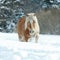 Nice haflinger with long mane running in the snow