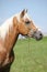 Nice haflinger stallion on pasturage