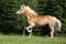 Nice haflinger stallion running on pasturage