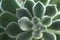nice and hairy - close up of echeveria setosa plant
