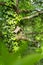 nice handmade wooden nesting box in a tree in spring.