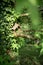 nice handmade wooden nesting box in a tree in spring. beautiful green color all around.