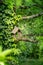 nice handmade wooden nesting box in a tree in spring. beautiful green color all around. concept of nature