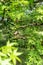 nice handmade wooden nesting box in a tree in spring. beautiful green color all around. concept of nature and ecology