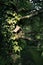 nice handmade wooden nesting box in a tree in spring. beautiful green color all around. concept of nature and ecology