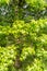 nice handmade wooden nesting box in a tree in spring. beautiful green color all around. concept of nature and ecology