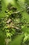 nice handmade wooden nesting box in a tree in spring. beautiful green color all around. concept of nature and ecology