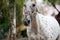 Nice head of appaloosa horse