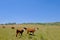Nice herd of free range cows cattle on pasture, Uruguay