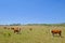 Nice herd of free range cows cattle on pasture, Uruguay