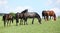 Nice herd of horses together on pasturage