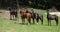 Nice herd of horses together on pasturage