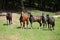 Nice herd of horses together on pasturage