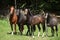 Nice herd of horses together on pasturage