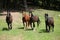 Nice herd of horses together on pasturage