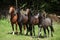 Nice herd of horses together on pasturage