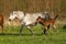 Nice horse family on the pasture