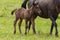 Nice horse family on the pasture