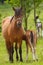 Nice horse family on the pasture