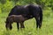 Nice horse family on the pasture