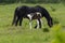 Nice horse family on the pasture