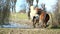 Nice horse herd surrounded by group lead by brown stallion. herd runs through a narrow spot between the roots to open pasture. Sun