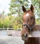 nice horse in the paddock