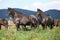 Nice horses on pasturage