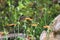 Nice hummingbird feeding on orange flower