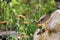 Nice hummingbird feeding on orange flower