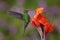 Nice hummingbird Green-crowned Brilliant , Heliodoxa jacula, flying next to beautiful orange flower with ping flowers in the backg