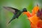 Nice hummingbird, Magnificent Hummingbird, Eugenes fulgens, flying next to beautiful orange flower with ping flowers in the