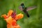 Nice hummingbird, Magnificent Hummingbird, Eugenes fulgens, flying next to beautiful orange flower with ping flowers in the backgr