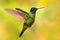 Nice hummingbird, Magnificent Hummingbird, Eugenes fulgens, flying next to beautiful yellow flower with flowers in the