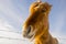 Nice Icelandic horse on a sunny day with a clear blue sky