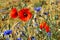 Nice impression in Summer on the wayside- A beautiful grainfield with red poppies and bluebottles